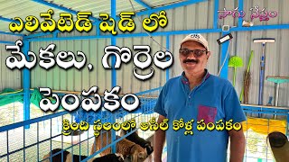 Elevated shed | మేకల పెంపకం | గొర్రెల పెంపకం | పొట్టేళ్ల పెంపకం | Mekala Pempakam | Gorrela Pempakam