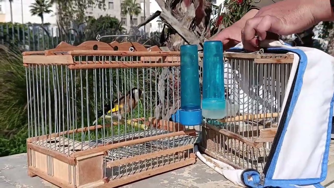 سوق القريعة ليوم السبت 21/02/2026 أثمنة الطيور المغردة 🐦‍🔥 وخاصة المقنين 👍❤️