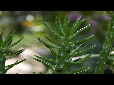 Video: Sestave Sukulentov (33 Fotografij): Mini Vrtovi Kaktusov. Kako Ustvariti Vrt V Enem Loncu? Kako Narediti Novoletne Kompozicije V Steklu?