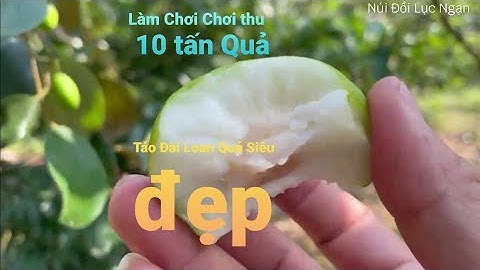 Thăm Vườn Táo Đài Loan Anh Quang Quả Siêu To - Siêu Bự I Núi Đồi Lục Ngạn