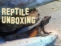 Reptile Unboxing , terrarium desertique , la ferme tropicale , couple de Sauromalus