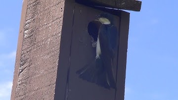 Tree Swallow Brings Food To Nesting Box 1 HQ HD