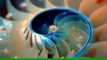 Fibonacci Sequence in Nature