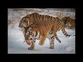 Siberian tiger maurice leung production