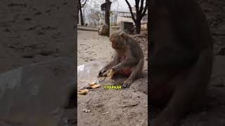 #shorts Макаки: Жизнь, поведение, факты #animals #животные#makak