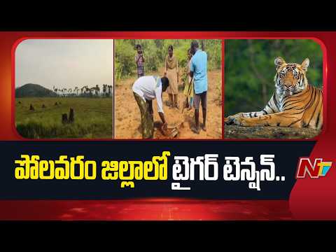 Tiger Tension In Polavaram District: దేవీపట్నం మండలంలో పెద్దపులి సంచారం.. 8 గ్రామాలకు అలర్ట్ | NTV - NTVTELUGU