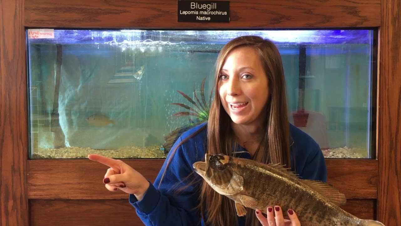 How fish move YouTube