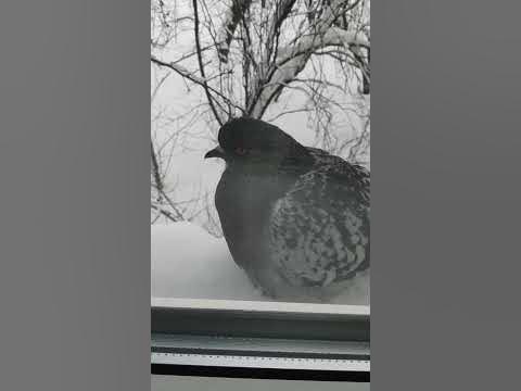 Новогодний голубь - YouTube