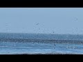 Soquel cove bird freezing frenzy