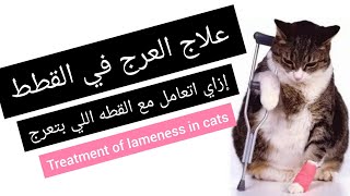 علاج العرج في القطط .. treatment of sudden lameness