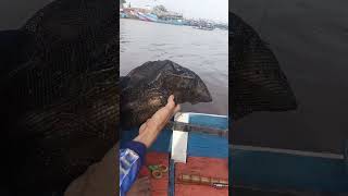 Mancing udang galah di Kapuas saudaraku 🤣 #trending #viralvideo #fyp