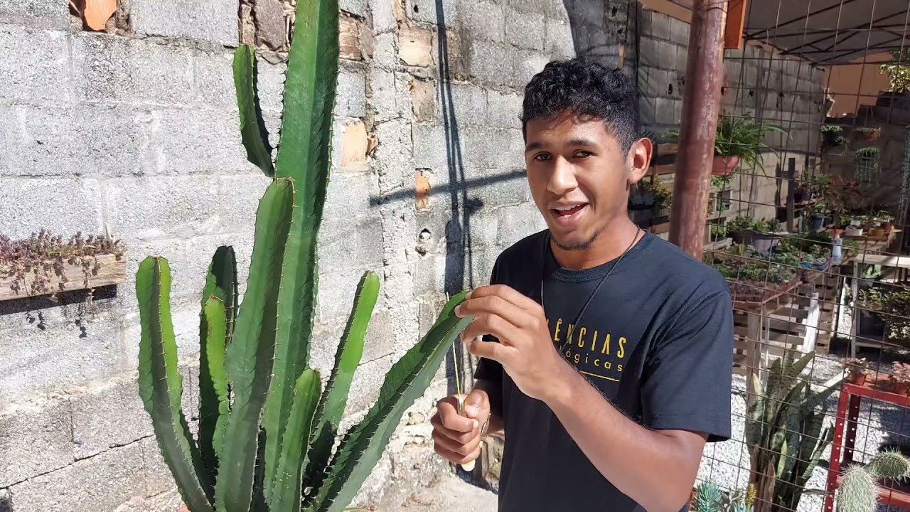 Fazendo mudas de Euphorbia mandacaru | Cacto candelabro