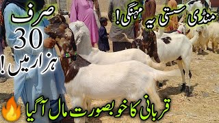 Goat Only 30k | Mid Range Goats in Mandi | Memon Goth Mandi | Cheapest Mandi in Karachi May 16, 2024