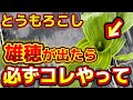 【とうもろこし】雄穂が出たら必ずコレやって下さい！放っとくと枯れる可能性があります。必ず気を付けて