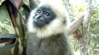 Rescued Baby Gibbon Recovering in southwest China City