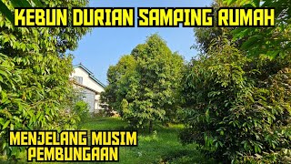 PERSIAPAN MUSIM PEMBUNGAAN ‼ KEBUN DURIAN SAMPING DAN BELAKANG RUMAH ✅