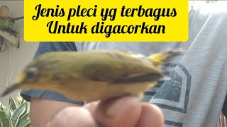 ciri-ciri fisik & warna pleci dakun jantan yg asli garut