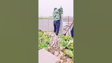 concrete fence installation process #shorts