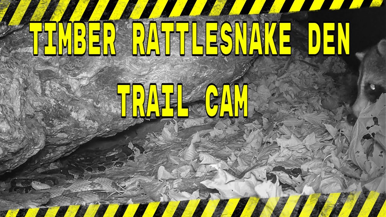 Timber Rattlesnake Den/Autumn 2024 - YouTube