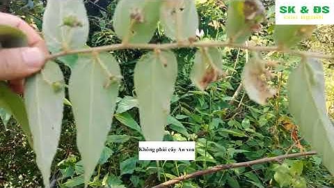 Cách phân biệt cây An xoa trị bệnh Ung thư gan