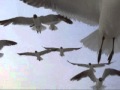 seagulls in flight