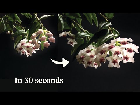 HOYA BELLA EXPLOSION in 30 seconds (BEST ENDING) | Time Lapse