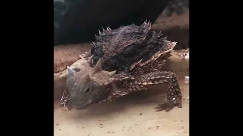 РОГАТАЯ ЯЩЕРИЦА .