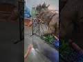 Dino Stroll Aug 2021(3)