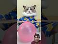 PARTY 🐱 #cat #kitten #kucing