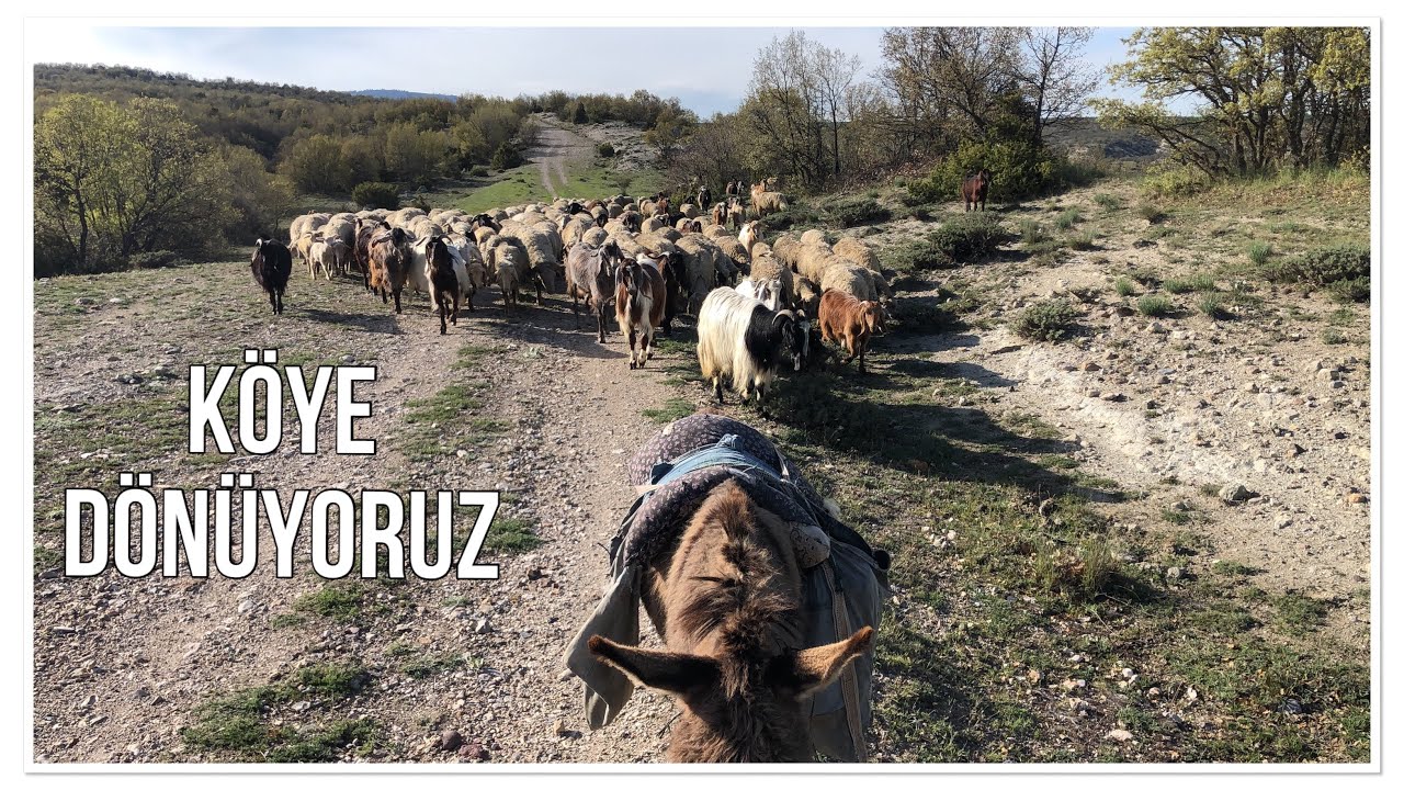 DAĞDAN EVE DÖNÜYORUZ