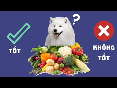Video: Làm thế nào để làm cho thức ăn cho chó khô hấp dẫn hơn