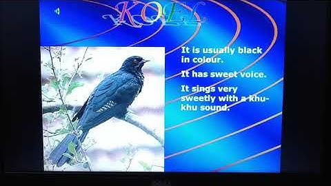 Class 3 EVS Chapter-8 Flying High Part-1