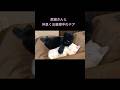 黒猫さんとお昼寝の子猫が… #テアタイム