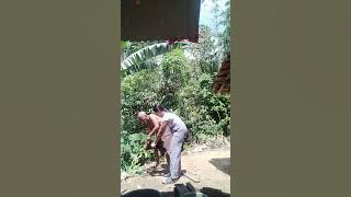 Yeay akhirnya mbeleh ayam jago juga 😁😅😅 setelah kesel godoki wedang bonus nya mbeleh ayam jago