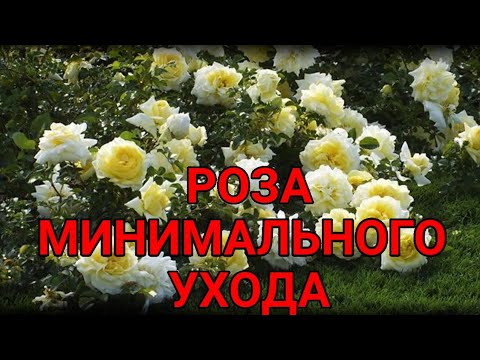 Wideo: 3 Koktajle Róż, Które Koniecznie Musisz Wypróbować Tej Wiosny