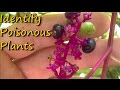 Poisonous Plants Identification - Pt. 1