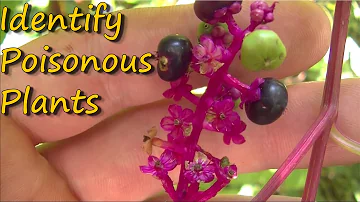 Are bramble berries the same as blackberries?