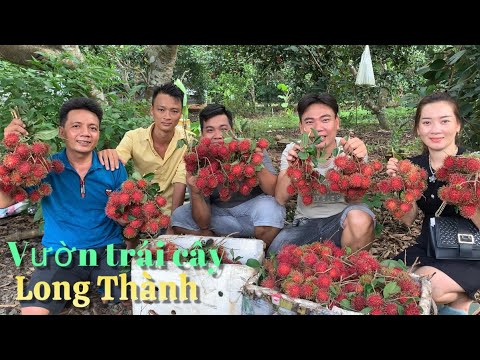 Tham quan vườn trái cây ở Long Thành và những món ngon miền quê | Cù Lao Dung Vlogs #484