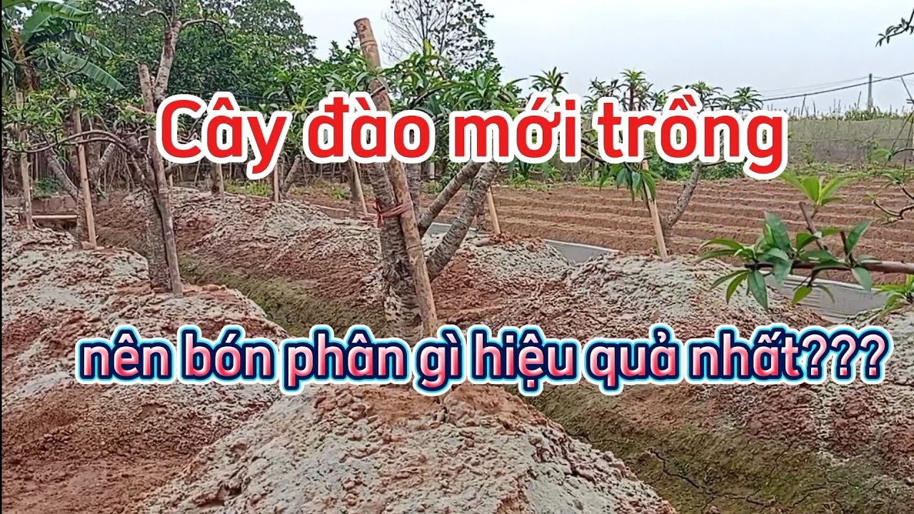 Cây đào tết mới trồng nên bón phân gì hiệu quả nhất cách chăm sóc đào tết
