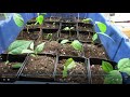 Planting pawpaw seedlings in root pots