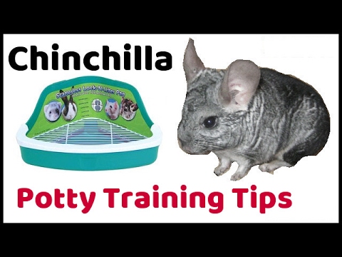 can you potty train a chinchilla