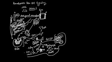 Hematopoietic Stem Cell (HSC) Signaling