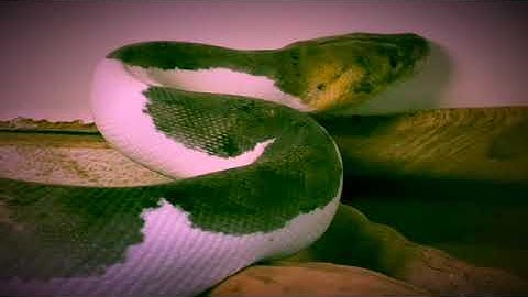 Pied reticulated python snake another kind tropical reptiles