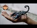 Qué Pasa Con Los Escorpiones l Mini Documental
