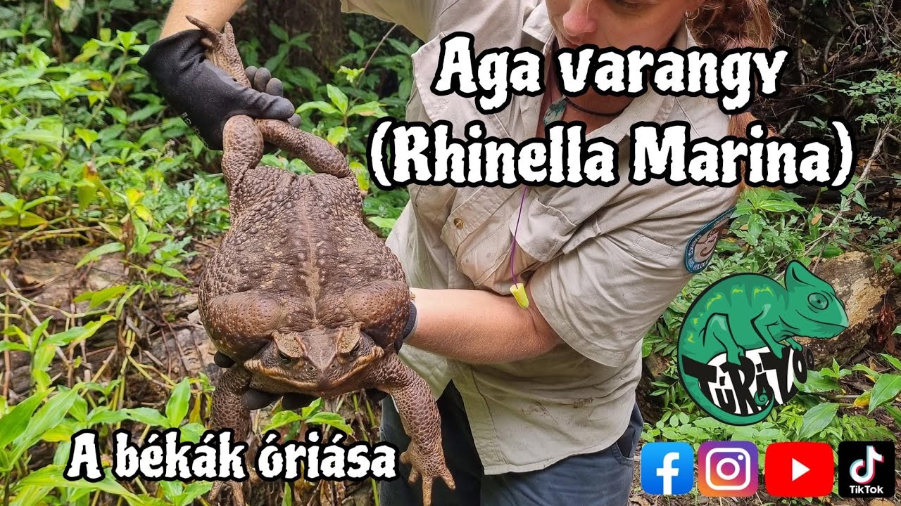 AZ ÓRIÀS, VAGY AGA VARANGY (Rhinella marina) A TERRÀRIUMBAN.
