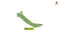Vegetables | Now You Know Book B 🥕