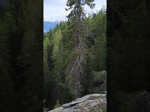 Switzerland, Valais 🇨🇭 Швейцария, Вале #short #nature #beautiful #landscape #mountains #горы