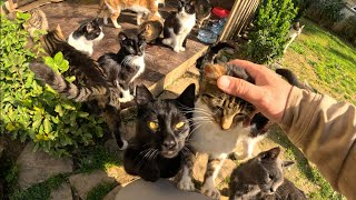 Visiting a Park in Istanbul with More Cats than Humans!