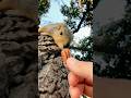 Bonding Time with Squirrel Baby Davey closeup in slow motion #animals #learning #cute #wildlife #fyp