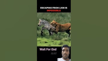 Escaping from lions is impossible ?#trending #animals #shorts #loine #ytshorts #yt #youtubeshorts